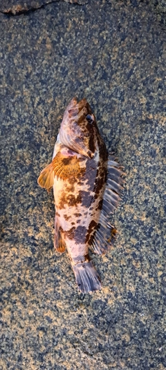 タケノコメバルの釣果