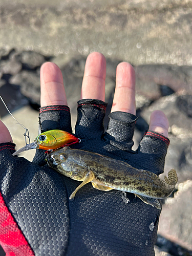 マハゼの釣果