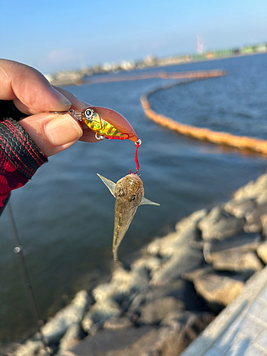 マハゼの釣果