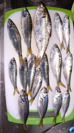 アジの釣果