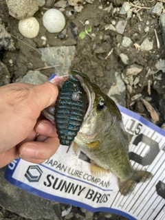 ブラックバスの釣果