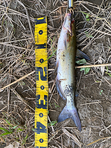 アメリカナマズの釣果