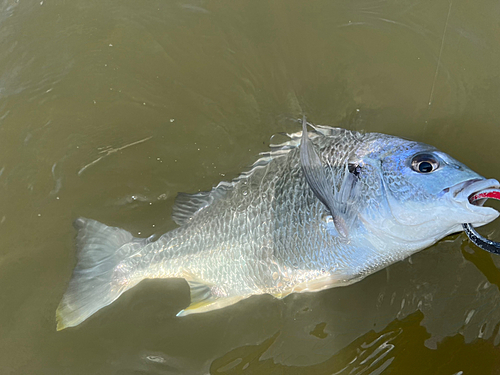 キビレの釣果