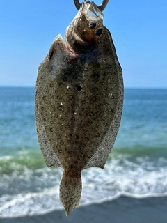 ソゲの釣果