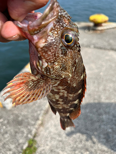 アラカブの釣果