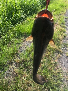 マナマズの釣果