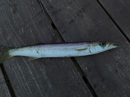 カマスの釣果