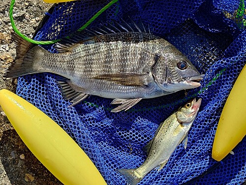 クロダイの釣果