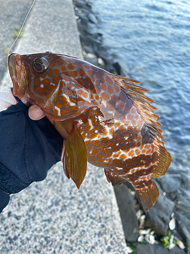 アコウの釣果