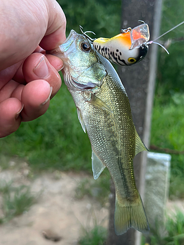 ブラックバスの釣果