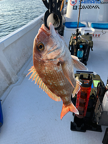 マダイの釣果