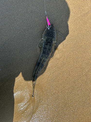 マゴチの釣果