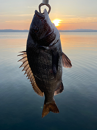 クロダイの釣果