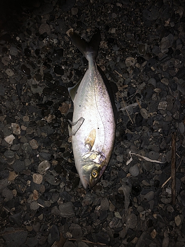 ショゴの釣果