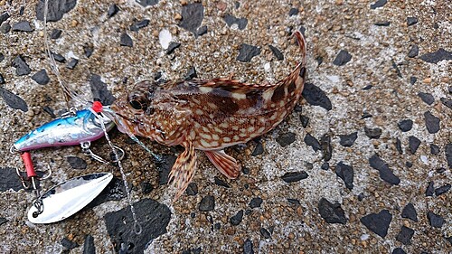 アラカブの釣果