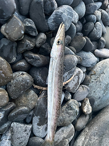 カマスの釣果