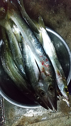 カマスの釣果