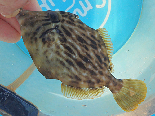 カワハギの釣果