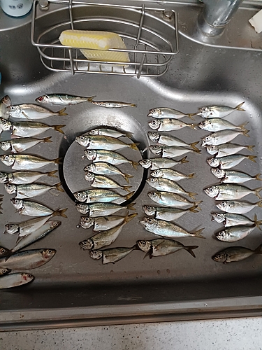 アジの釣果