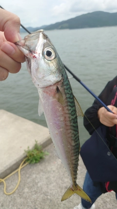 サバの釣果