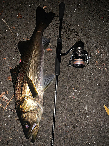 シーバスの釣果