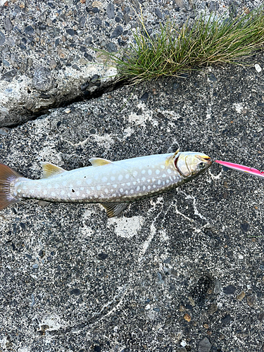 レインボートラウトの釣果