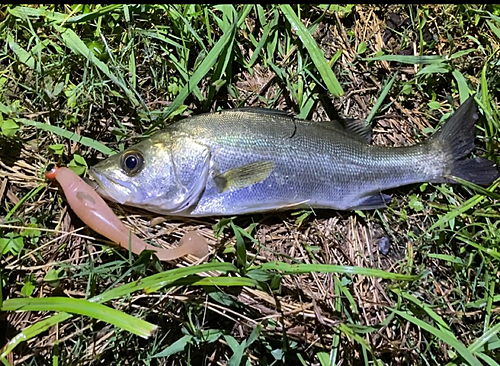 スズキの釣果