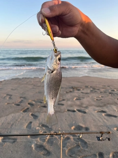 ニベの釣果