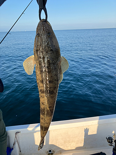 マゴチの釣果