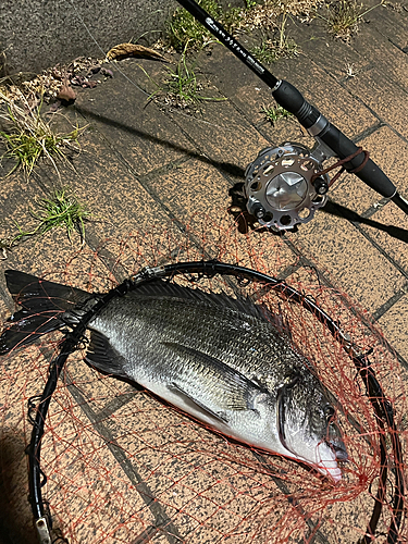 クロダイの釣果