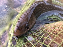 イワナの釣果