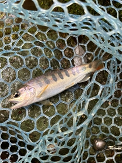 アマゴの釣果