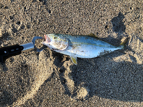 ワカシの釣果