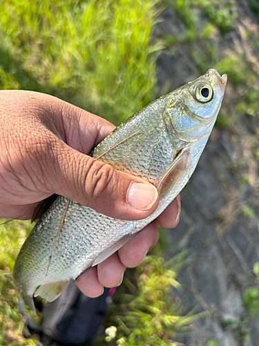 ウグイの釣果