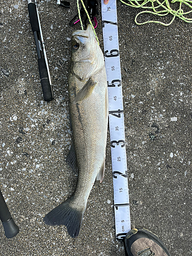 シーバスの釣果