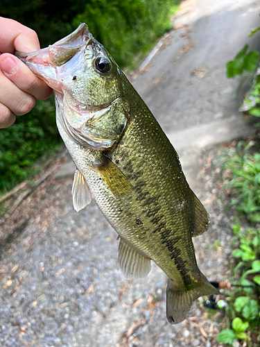 ラージマウスバスの釣果