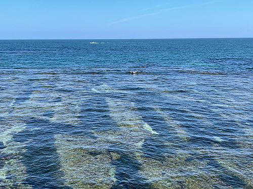 メジナの釣果