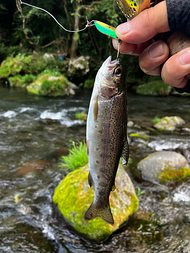 ニジマスの釣果