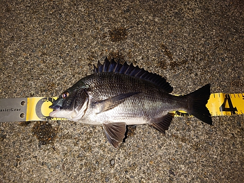 クロダイの釣果