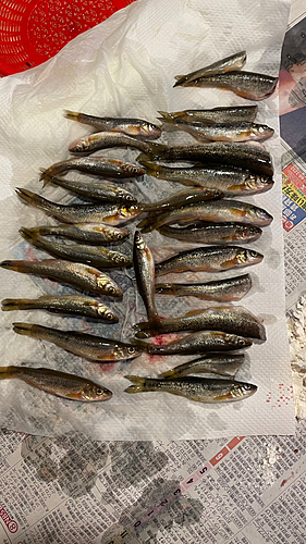 アブラハヤの釣果