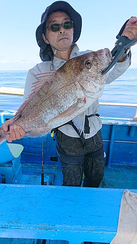 マダイの釣果