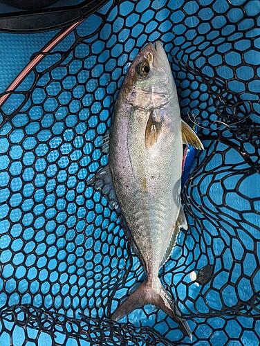 ネリゴの釣果