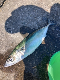 マサバの釣果