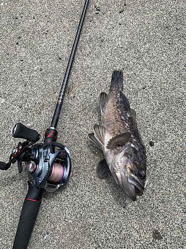 クロソイの釣果