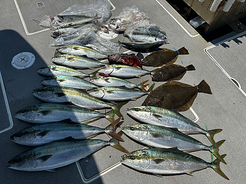 ワラサの釣果