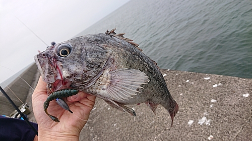 クロソイの釣果