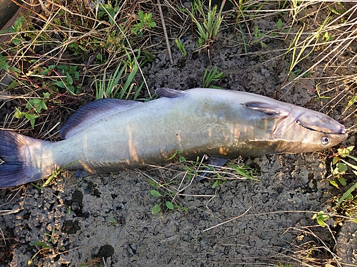 アメリカナマズの釣果