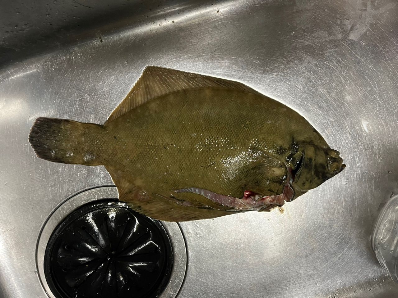 クロガシラガレイ