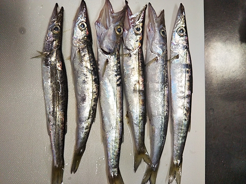 カマスの釣果