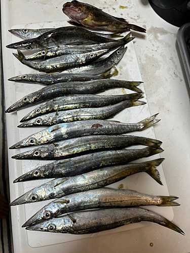 カマスの釣果